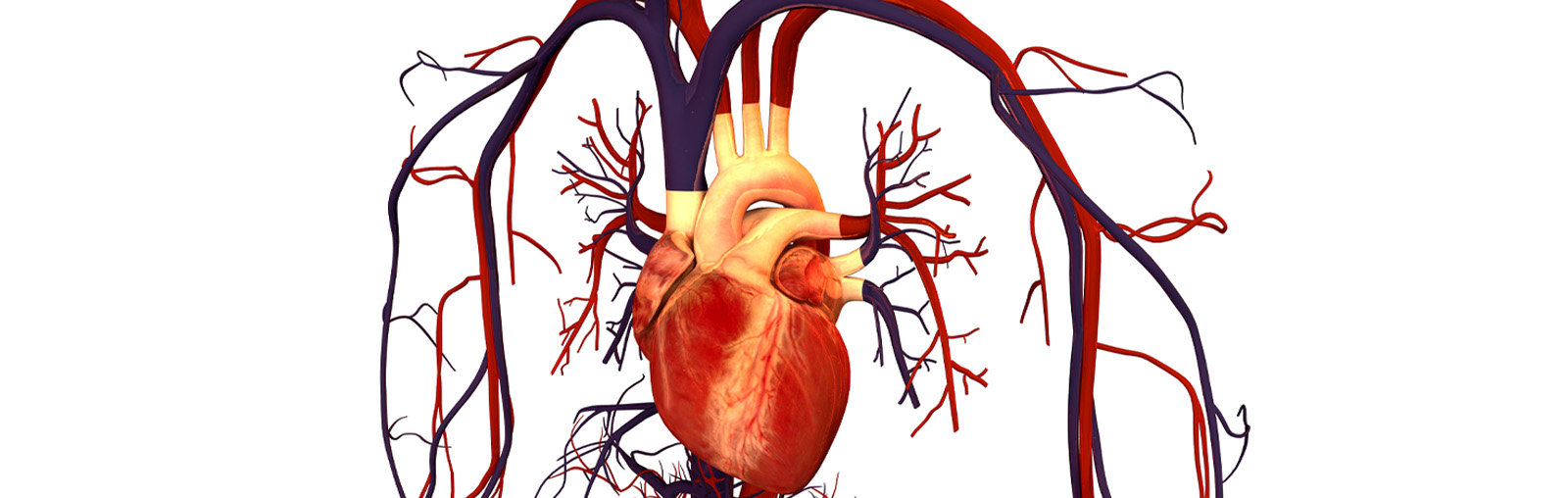 cardio vascular